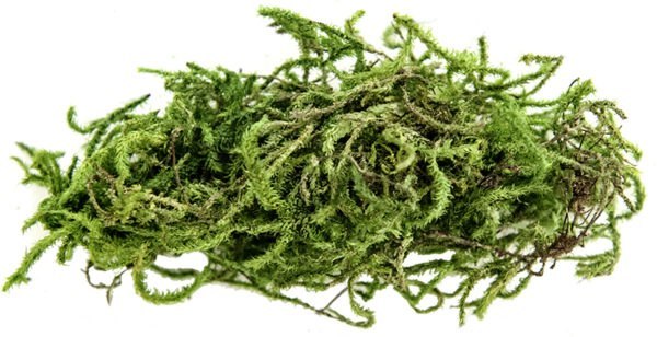 My Happy Snails Sphagnum Moss for Reptiles - Organic Green Color - Dried  Substrate for Terrarium Vivarium (Medium Pack - 5 litres / 250 gr / 18 oz)