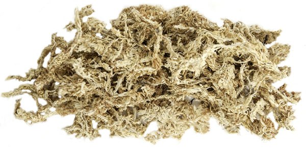 Galapagos Natural Spanish Moss for Tropical & Forest Terrariums