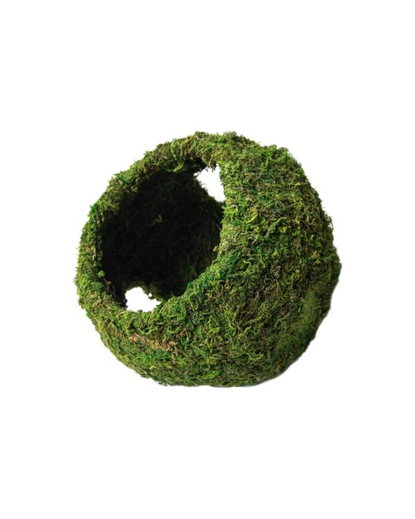 Mossy Cave with Holes 7.5in Diameter