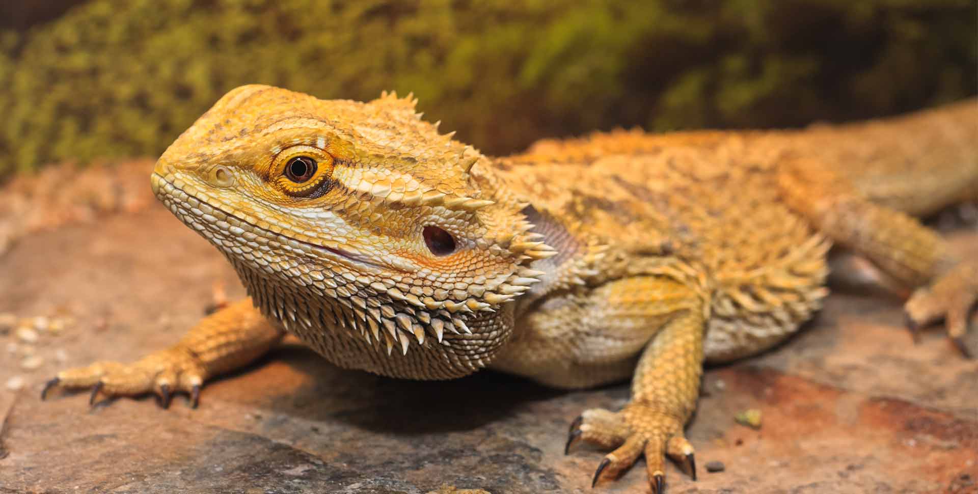 are bearded dragons nocturnal