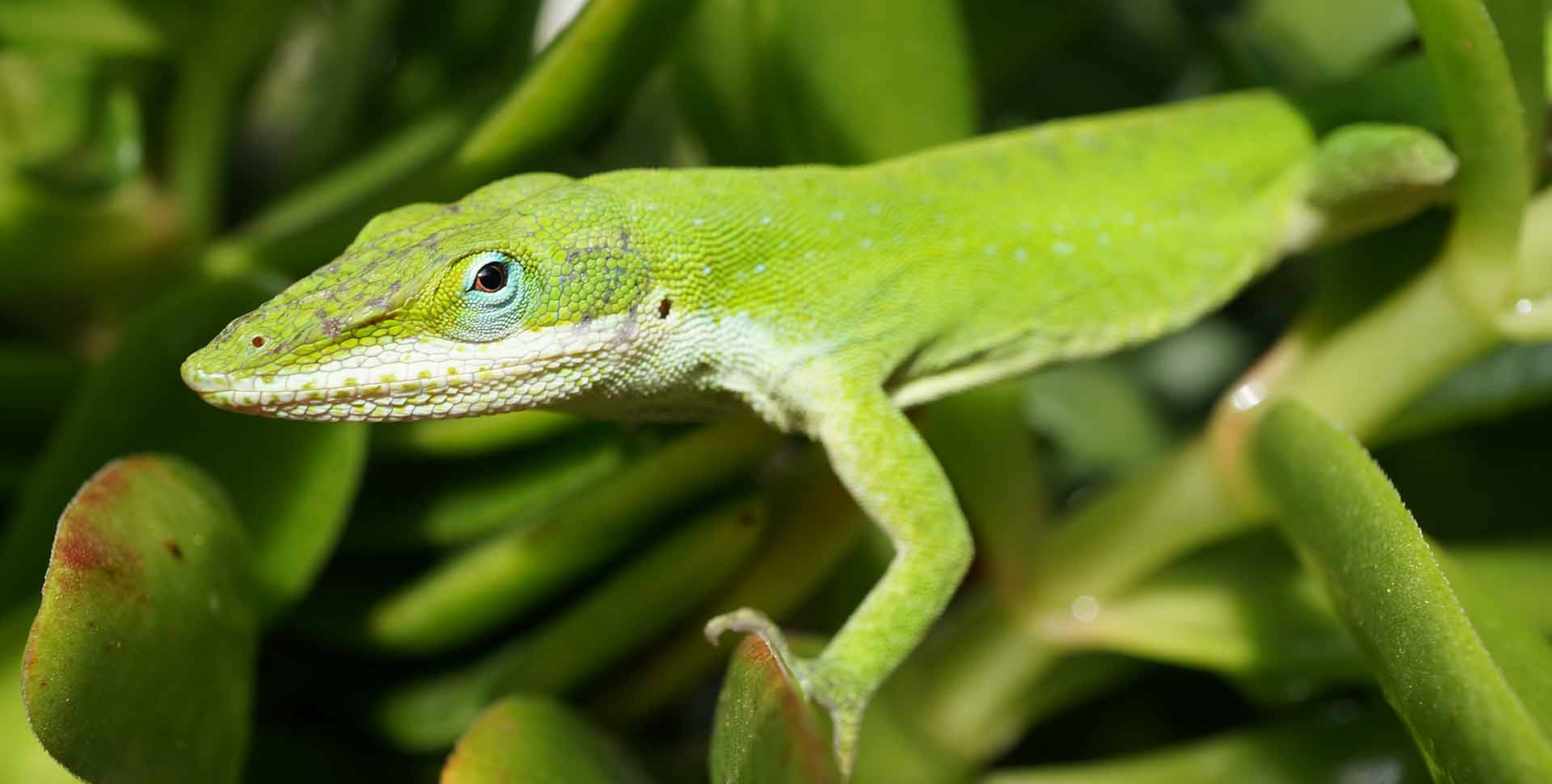 what do green anoles eat
