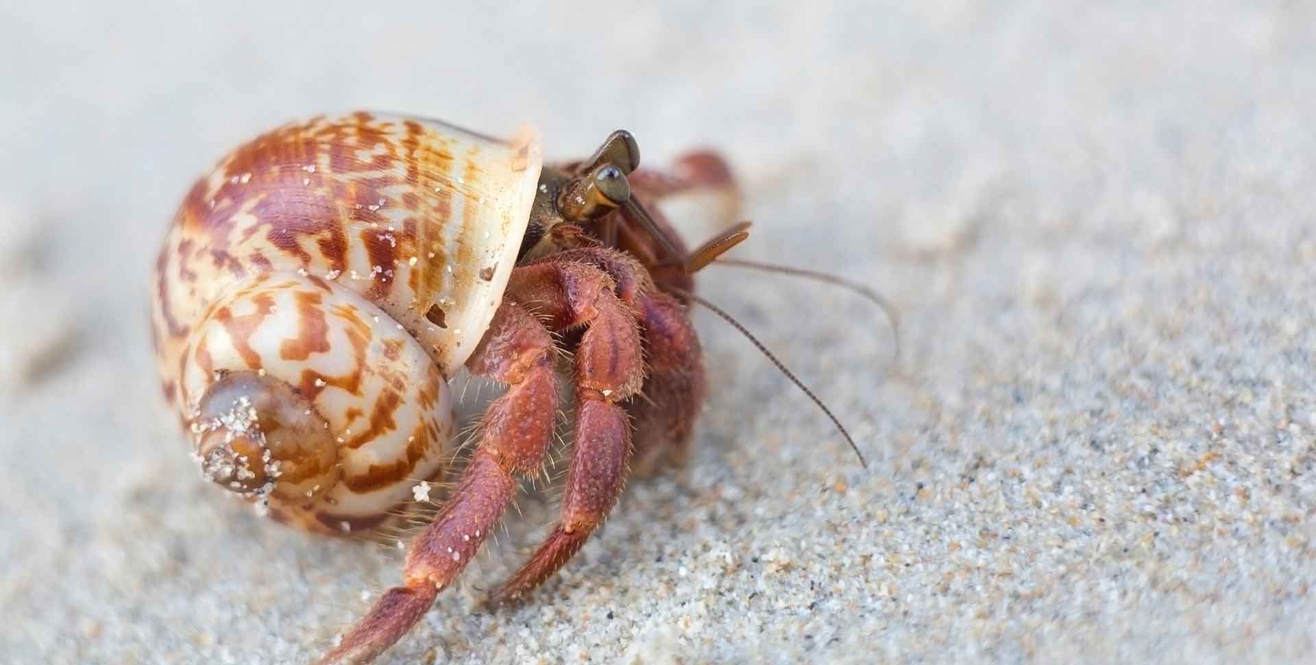 Hermit Crab | Galápagos Reptile Gear