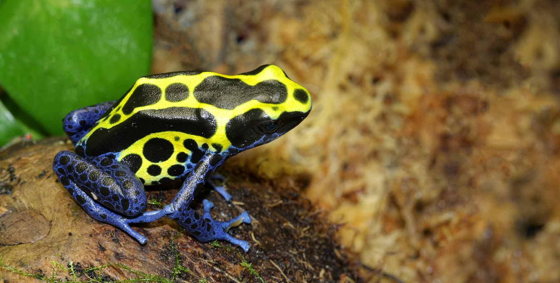 Poison Dart Frog Care Guide